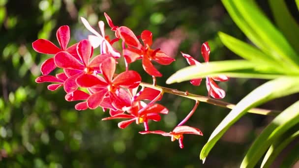 Schöne rote Orchidee, die im Wind weht. — Stockvideo