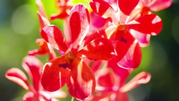 Hermosa orquídea roja ondeando en el viento . — Vídeos de Stock