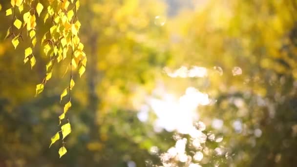 Feuilles jaunes se balançant dans le vent en automne Park . — Video