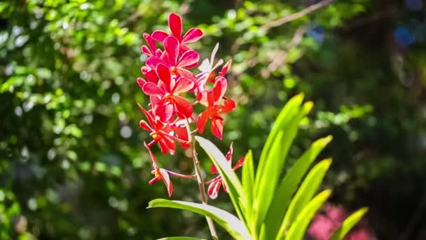 Schöne rote Orchidee, die im Wind weht. — Stockvideo