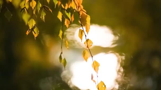 Gula blad på hösten Park som vajar i vinden. — Stockvideo