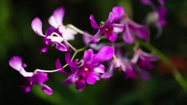 Esintiyle sallanan güzel kırmızı çiçekler.