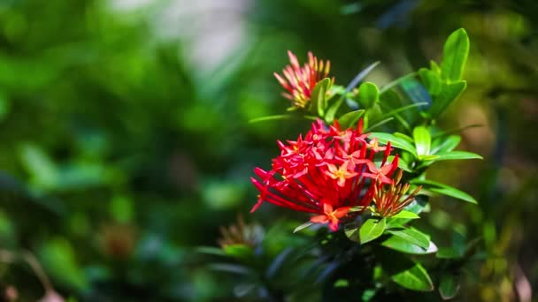 Beautiful red flowers swaying in the breeze. Summer vacation concept. — Stock Video