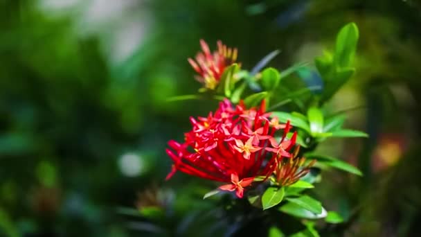 Wunderschöne rote Blumen, die sich im Wind wiegen. Sommerferienkonzept. — Stockvideo