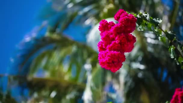 Wunderschöne rote Blumen, die sich im Wind wiegen. blauer Himmel und Palmen im Hintergrund. Sommerferienkonzept. — Stockvideo