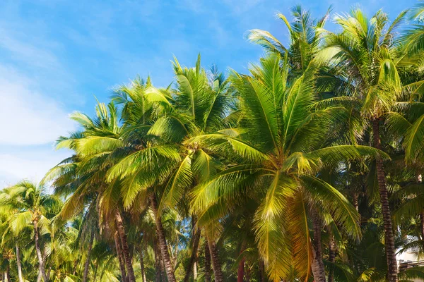 Palm trees on a tropical beach, the sky in the background. Summe