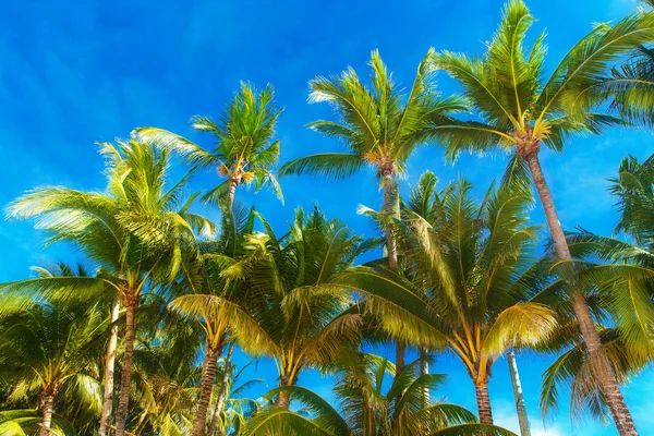 Palme su una spiaggia tropicale, il cielo sullo sfondo. Riepilogo — Foto Stock