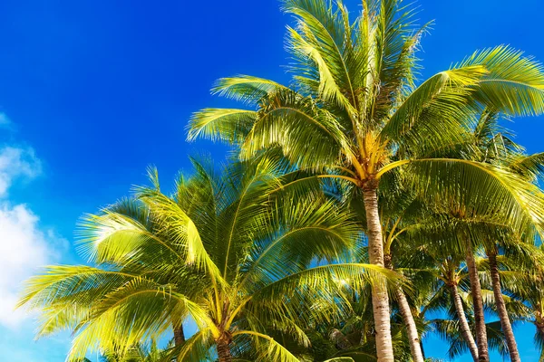 Palme su una spiaggia tropicale, il cielo sullo sfondo. Riepilogo — Foto Stock