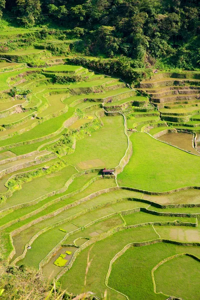 Καλλιέργειες ρυζιού στις Φιλιππίνες. Η καλλιέργεια του ρυζιού στο Βορρά — Φωτογραφία Αρχείου