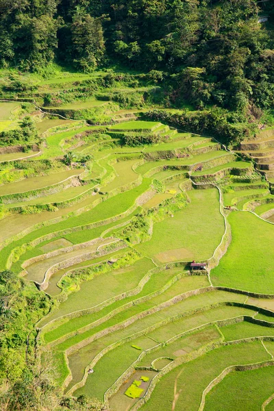 Rice Teraszok a Fülöp-szigeteken. Északon a rizstermesztés — Stock Fotó