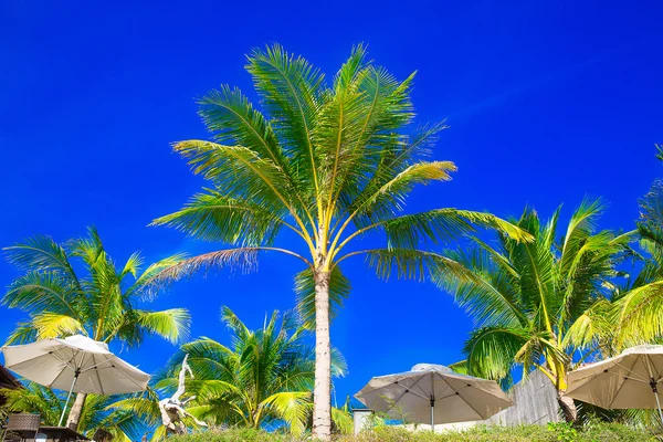Palme e ombrelloni su una spiaggia tropicale, il cielo nel — Foto Stock
