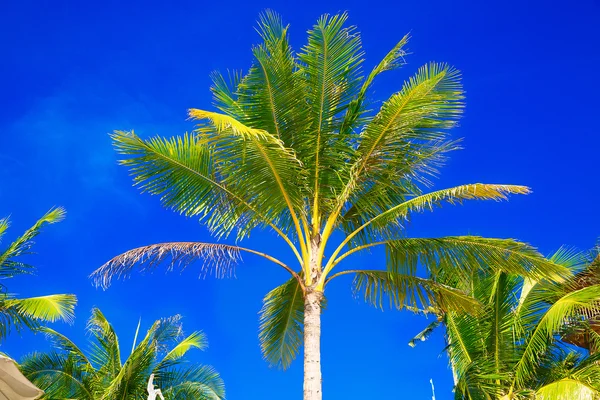 ヤシの木は、熱帯のビーチ、背景の空に。夏 — ストック写真