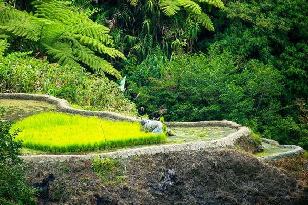 Rice terraces in the Philippines. Rice cultivation in the North — Stock Photo, Image