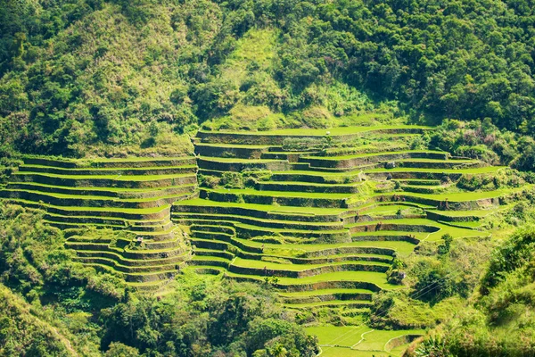 在菲律宾的水稻梯田。北方水稻种植 — 图库照片