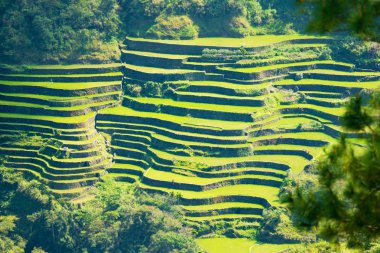 Rice terraces in the Philippines. Rice cultivation in the North  clipart