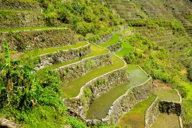Pirinç terasları Filipinler. Pirinç ekimi Kuzey