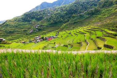 Pirinç terasları Filipinler. Bir vadi amo köyüdür
