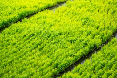 Pirinç terasları Filipinler. Pirinç bitkileri. Pirinç cultivati