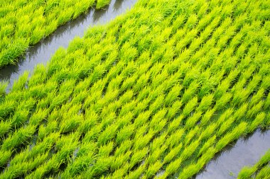Pirinç terasları Filipinler. Pirinç bitkileri. Pirinç cultivati