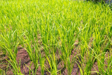 Pirinç terasları Filipinler. Pirinç bitkileri. Pirinç cultivati
