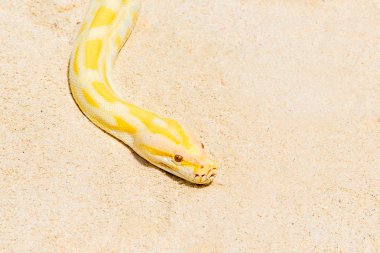 Closeup altın Python tropikal kumsala retiküle pyt Tarih