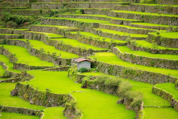 Teras beras di Filipina. Budidaya padi di Utara — Stok Foto