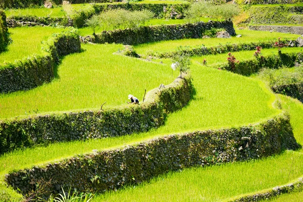 Terraços de arroz nas Filipinas. Cultivo de arroz no Norte — Fotografia de Stock