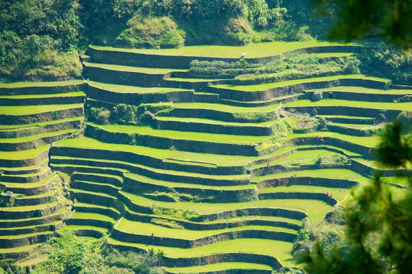 在菲律宾的水稻梯田。北方水稻种植 — 图库照片