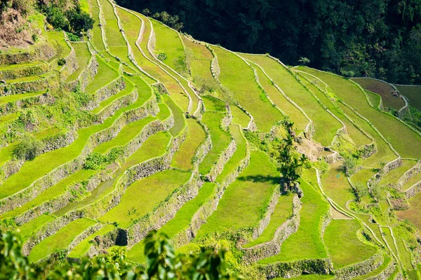 Terraços de arroz nas Filipinas. Cultivo de arroz no Norte — Fotografia de Stock