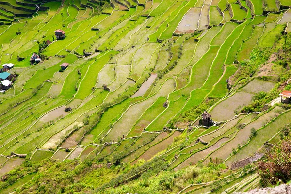 Pirinç terasları Filipinler. Pirinç ekimi Kuzey — Stok fotoğraf