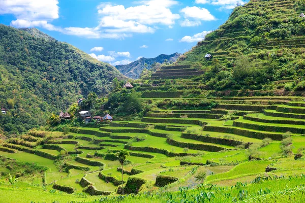 Ris terrasser i Filippinerne. Landsbyen ligger i en dal. - Stock-foto