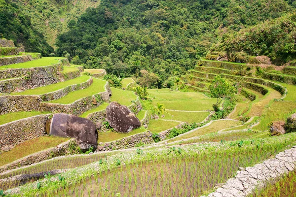 Terrazas de arroz en Filipinas. Cultivo de arroz en el norte — Foto de Stock