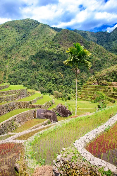 Rice terraces in the Philippines. Rice cultivation in the North — Stock Photo, Image