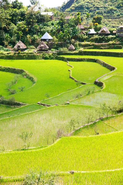 Rýžové terasy na Filipínách. Vesnice leží v údolí amo — Stock fotografie
