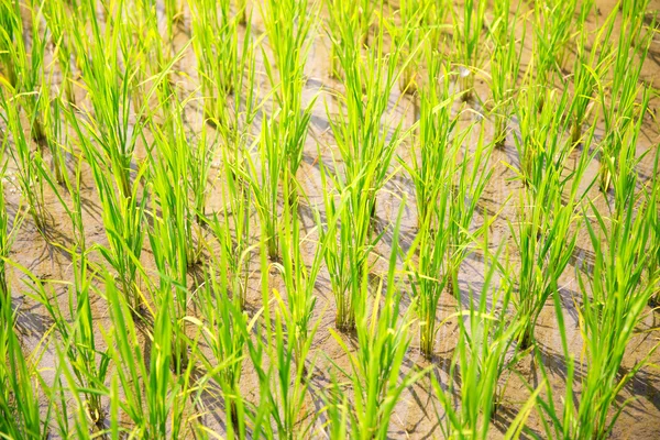 Sprouts of rice in the rice terraces in the Philippines.  Rice c — Stock Photo, Image