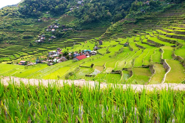 Rice terraces in the Philippines. The village is in a valley amo — Stock Photo, Image