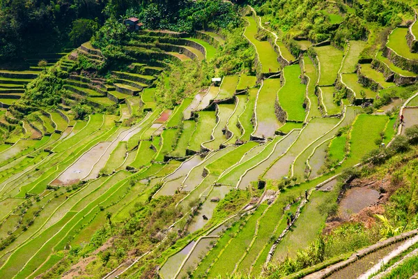 Terraços de arroz nas Filipinas. Cultivo de arroz no Norte — Fotografia de Stock