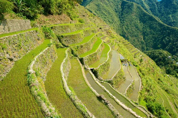 Terrazas de arroz en Filipinas. Cultivo de arroz en el norte —  Fotos de Stock