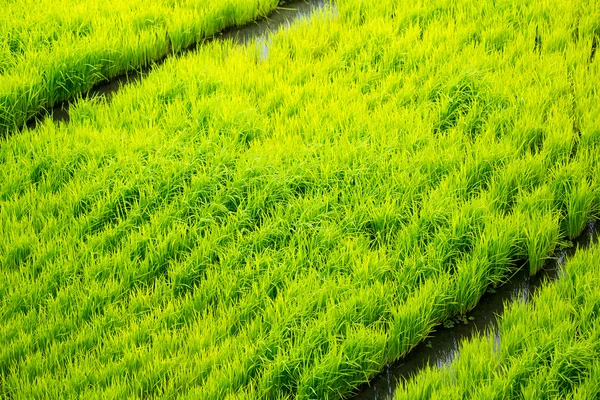 Pirinç terasları Filipinler. Pirinç bitkileri. Pirinç cultivati