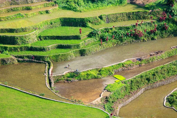 Terraços de arroz nas Filipinas. Cultivo de arroz no Norte — Fotografia de Stock