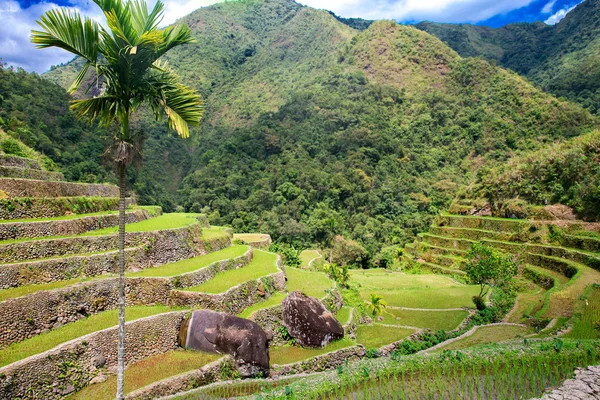 Terrazas de arroz en Filipinas. Cultivo de arroz en el norte —  Fotos de Stock