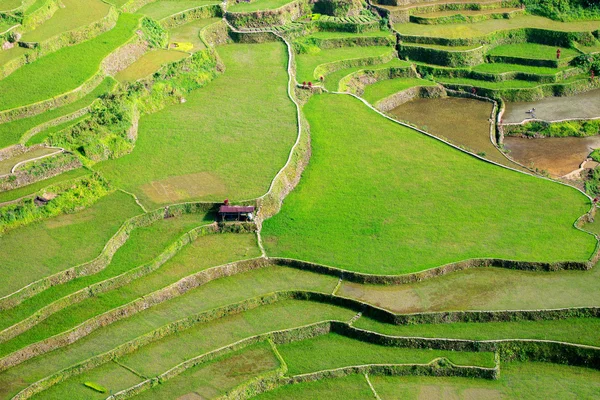 Reisterrassen auf den Philippinen. Reisanbau im Norden — Stockfoto