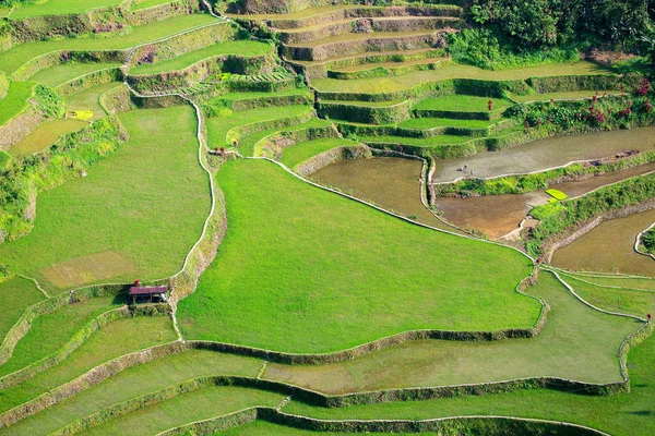 Teras beras di Filipina. Budidaya padi di Utara — Stok Foto