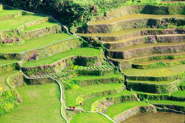 Terraços de arroz nas Filipinas. Cultivo de arroz no Norte — Fotografia de Stock