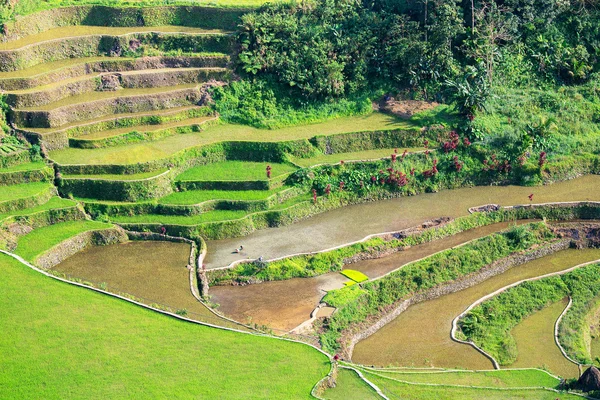 Terrazas de arroz en Filipinas. Cultivo de arroz en el norte — Foto de Stock