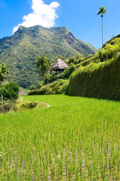 Rýžové terasy na Filipínách. Vesnice leží v údolí amo — Stock fotografie