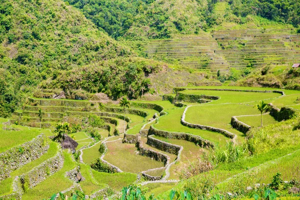Teras beras di Filipina. Budidaya padi di Utara — Stok Foto