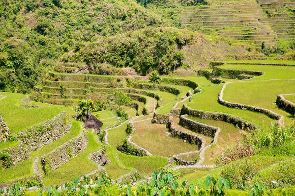 Ris terrasser i Filippinerne. Risdyrkning i nord - Stock-foto