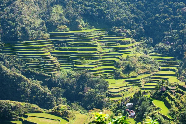 Terrasses de riz aux Philippines. La riziculture dans le Nord — Photo