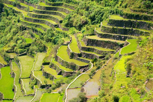 Terrazas de arroz en Filipinas. Cultivo de arroz en el norte — Foto de Stock